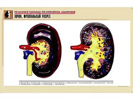 Рельефная таблица "Почка. Фронтальный разрез" (формат А1, матовое ламинирование) - fgospostavki.ru - Киров