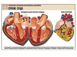 Рельефная таблица "Строение сердца" (формат А1, матовое ламинирование) - fgospostavki.ru - Киров