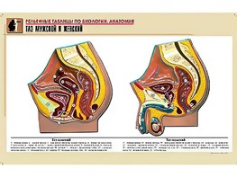Рельефная таблица "Таз мужской и женский" (формат А1, матовое ламинирование) - fgospostavki.ru - Киров