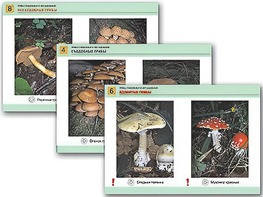 Комплект таблиц раздаточных "Грибы съедобные и несъедобные" (цветные, ламинированные, А4, 8 штук) - fgospostavki.ru - Киров