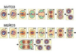 Модель-аппликация "Деление клетки. Митоз и мейоз" (ламинированная) - fgospostavki.ru - Киров