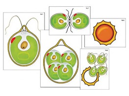 Модель-аппликация "Размножение одноклеточной водоросли" (ламинированная) - fgospostavki.ru - Киров