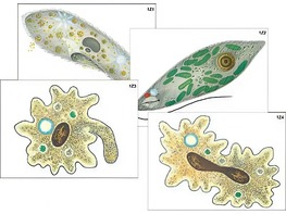Модель-аппликация "Строение и разнообразие простейших" (ламинированная) - fgospostavki.ru - Киров