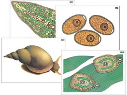 Модель-аппликация "Циклы развития печеночного сосальщика и бычьего цепня" (ламинированная) - fgospostavki.ru - Киров