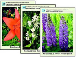 Гербарий фотографический "Основные группы растений" - fgospostavki.ru - Киров