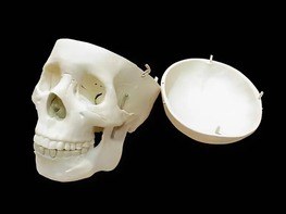 Модель "Череп человека" - fgospostavki.ru - Киров