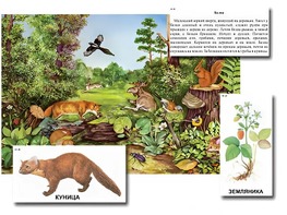 Магнитный плакат-аппликация "Лес: биоразнообразие и взаимосвязи в сообществе" - fgospostavki.ru - Киров