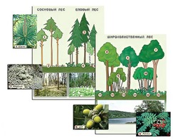 Гербарий фотографический "Растительные сообщества. Лес" (раздаточный) - fgospostavki.ru - Киров