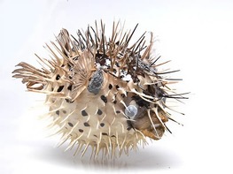 Сухой препарат "Еж-рыба морская" - fgospostavki.ru - Киров