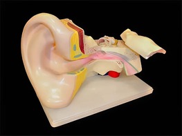 Модель уха - fgospostavki.ru - Киров