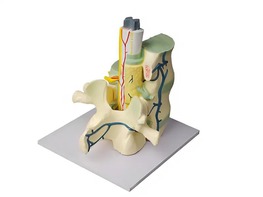 Модель части позвоночника человека - fgospostavki.ru - Киров
