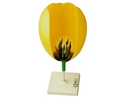 Модель цветка тюльпана - fgospostavki.ru - Киров