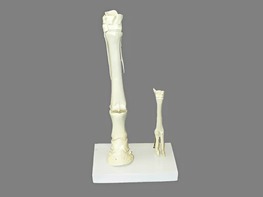 Модель "Скелет конечностей лошади и овцы" (на подставке) - fgospostavki.ru - Киров