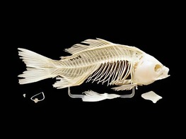 Скелет костистой рыбы - fgospostavki.ru - Киров