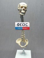 Модель "Позвоночник с черепом и тазом" - fgospostavki.ru - Киров