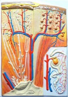 Модель барельефная "Почка" (макро-микростроение) - fgospostavki.ru - Киров