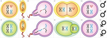 Модель-аппликация Гаметогенез у человека и млекопитающих - fgospostavki.ru - Киров