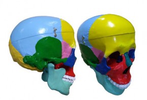 Модель "Череп" (с раскрашенными костями) - fgospostavki.ru - Киров