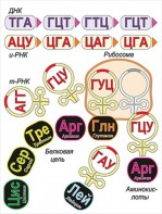 Модель-аппликация Биосинтез белка - fgospostavki.ru - Киров