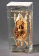 Влажный препарат "Внутреннее строение крысы" - fgospostavki.ru - Киров