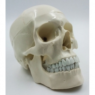 Модель "Череп" (белый) - fgospostavki.ru - Киров