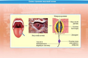 Интерактивные курсы. Биология 10 класс. Расширенный. - fgospostavki.ru - Киров