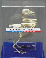 Скелет голубя - fgospostavki.ru - Киров