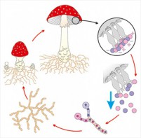 Модель-аппликация Размножение шляпочного гриба - fgospostavki.ru - Киров