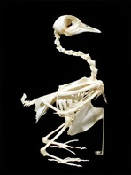 Скелет голубя - fgospostavki.ru - Киров
