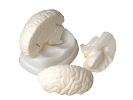 Модель мозга в разрезе - fgospostavki.ru - Киров