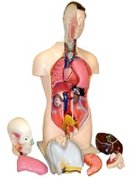 Торс человека разборный (42 см.) - fgospostavki.ru - Киров