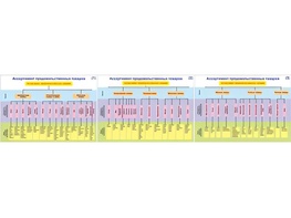 Плакаты ПРОФТЕХ "Ассортимент продовольственных товаров" (3 пл, винил, 70х100) - fgospostavki.ru - Киров