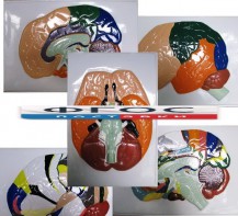 Модель барельефная "Доли, извилины, цитоархитектонические поля головного мозга" (5 планшетов) - fgospostavki.ru - Киров