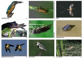 Комплект таблиц Природные зоны России. Сообщества (комплект 18 таблиц) - fgospostavki.ru - Киров