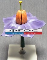 Модель "Цветок картофеля" - fgospostavki.ru - Киров