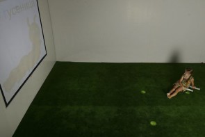 Интерактивная светозвуковая система “Лайт Бим” - fgospostavki.ru - Киров