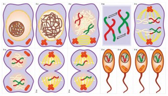 Модель-аппликация Деление клетки. Митоз и мейоз - fgospostavki.ru - Киров