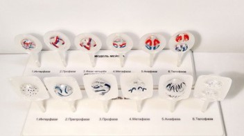 Модель "Митоз и мейоз клетки" - fgospostavki.ru - Киров