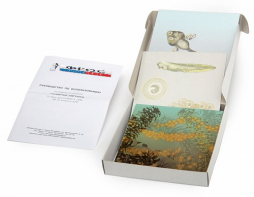 Модель-аппликация "Развитие лягушки" (набор из 10 карт) - fgospostavki.ru - Киров