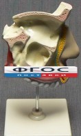 Модель "Разрез носоглотки" - fgospostavki.ru - Киров