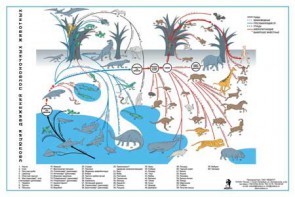 Комплект таблиц "Эволюция движений позвоночных животных" - fgospostavki.ru - Киров