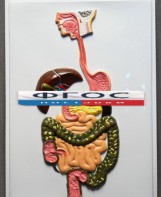 Модель барельефная "Пищеварительный тракт" - fgospostavki.ru - Киров