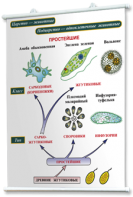 Плакаты по биологии для оформления кабинета. - fgospostavki.ru - Киров