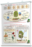 Плакаты по природоведению 2-3 классы. Для оформления кабинета. - fgospostavki.ru - Киров