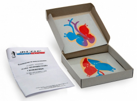 Модель-аппликация "Этапы эволюции сердца у позвоночных" (набор из 4 карт) - fgospostavki.ru - Киров