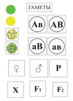 Модель-аппликация Дигибридное скрещивание и его цитологические основы - fgospostavki.ru - Киров