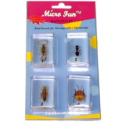 Набор микропрепаратов для стереомикроскопа №14 «Насекомые» - fgospostavki.ru - Киров