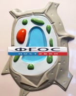 Модель барельефная "Растительная клетка" - fgospostavki.ru - Киров