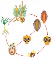 Модель-аппликация Размножение сосны - fgospostavki.ru - Киров