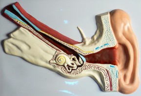 Модель барельефная "Ухо человека" (часть 1) - fgospostavki.ru - Киров